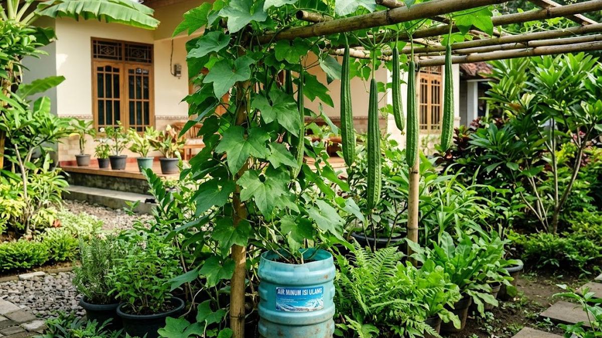 Cara Menanam Oyong Pakai Galon Bekas agar Subur, Hemat Tempat, dan Cepat Panen