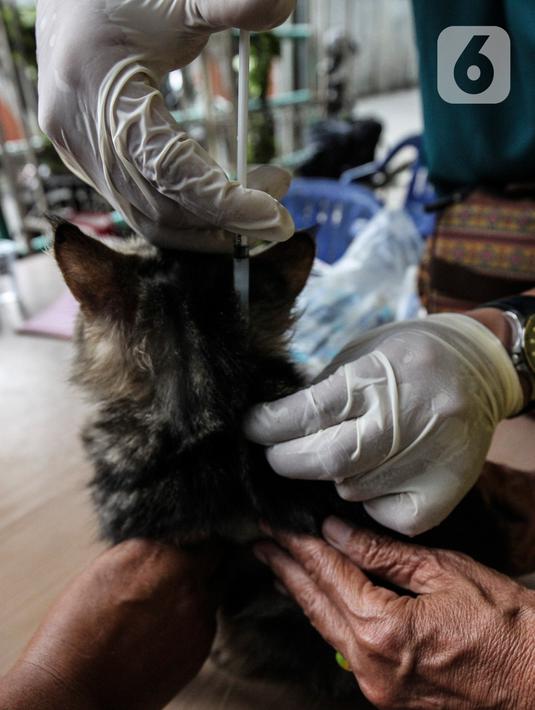 Dokter hewan dari Dinas Ketahanan Pangan dan Pertanian menyuntikkan vaksin rabies pada seekor kucing di Jakarta, Rabu (27/10/2021). Vaksin rabies untuk hewan peliharaan warga ini merupakan program Pemda untuk menjadikan kota Jakarta menjadi ramah hewan atau tanpa rabies. (Liputan6.com/JohanTallo)