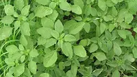 Cara Mengolah Daun Bayam Duri yang Sering Dianggap Hama dan Manfaatnya