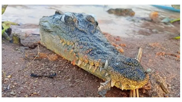 Warga Heboh Temukan Kepala Buaya Tanpa Tubuh, Diduga Dimakan Manusia