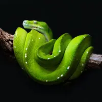 Ilustrasi ular/Copyright unsplash.com/David Clode