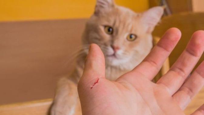 Gejala Penyakit Akibat Cakaran Kucing Dan Pengobatannya Hot Liputan6 Com