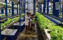 FOTO: Belajar Hidroponik di Kebun Vertikal Tertinggi di Indonesia