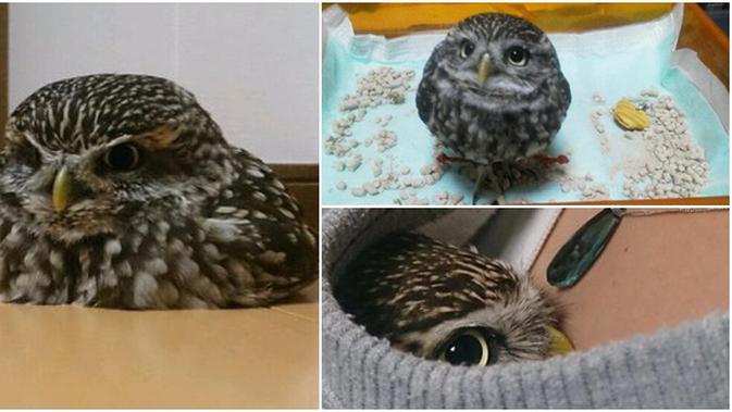 Little Owl Burung Hantu Paling Imut Di Dunia Lifestyle Fimela Com