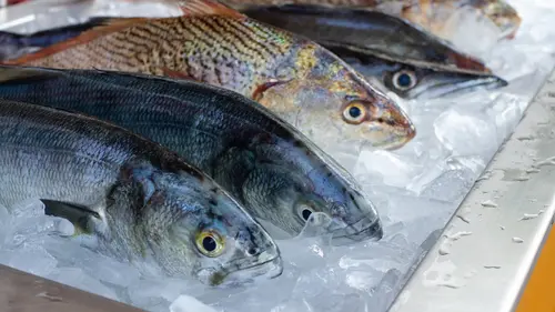 Ilustrasi ikan konsumsi