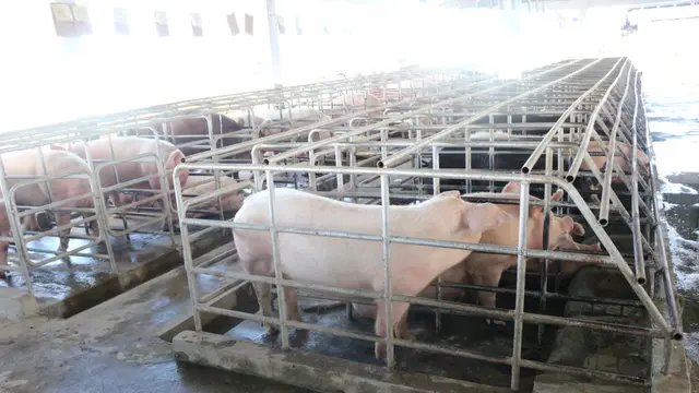 Peternakan Babi. Dok Kementan