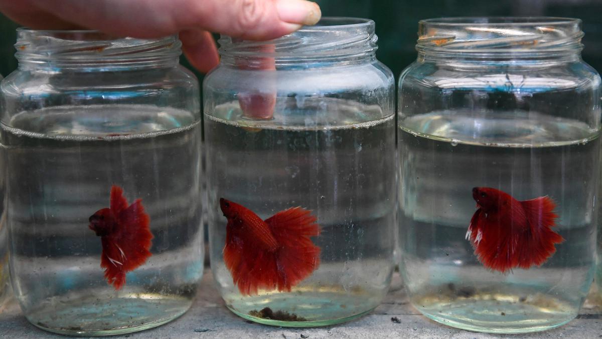 8 Ide Ternak Ikan Mini di Stoples Kaca, Rumah Jadi Estetik dan Menguntungkan