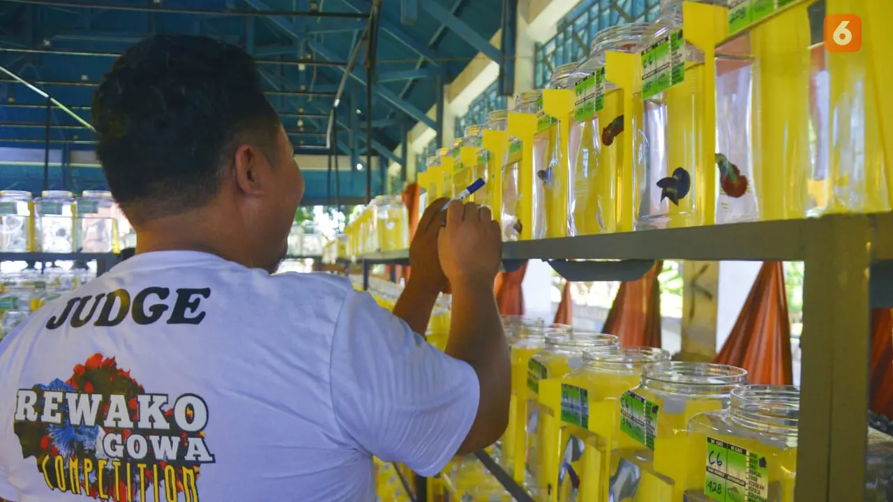 Kompetisi Ikan Cupang Rewako Gowa (Liputan6.com/Fauzan)