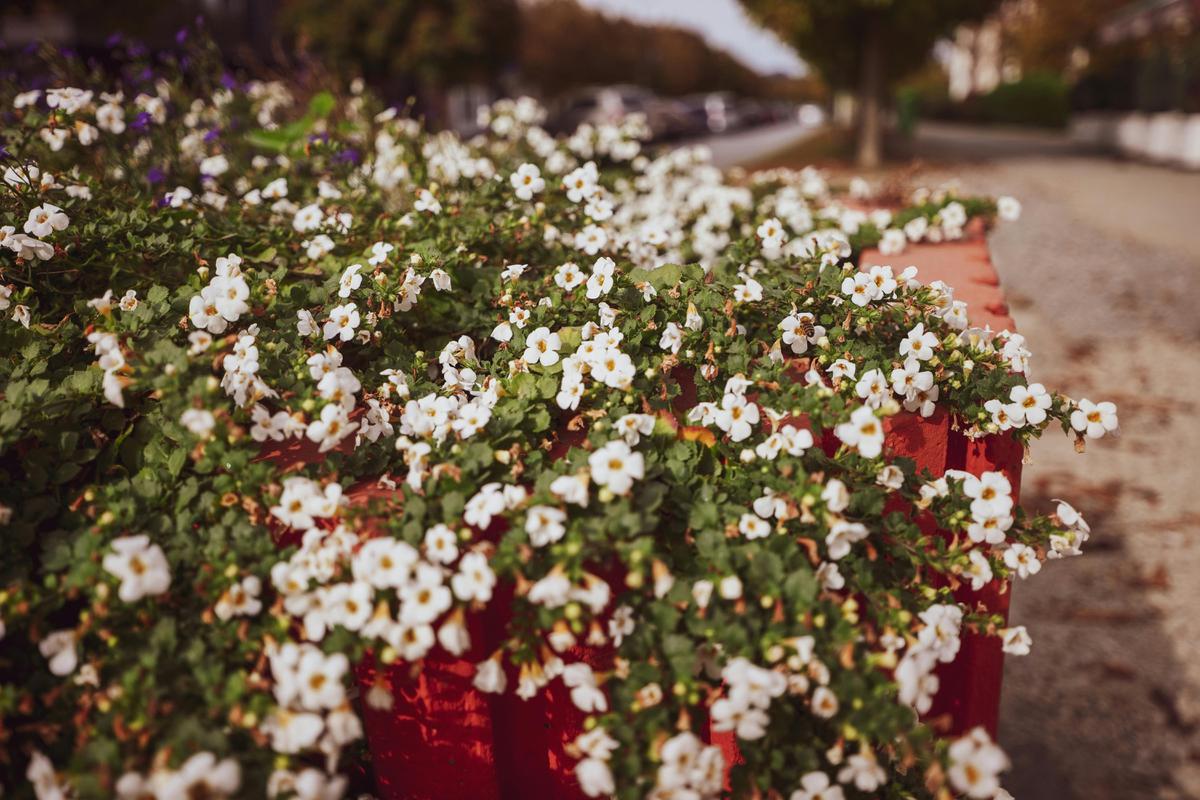 Bacopa
