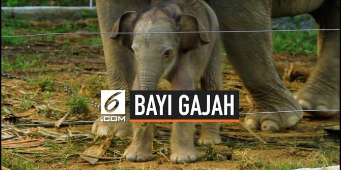 VIDEO: Bayi Gajah Sumatra Lahir di Aceh Barat