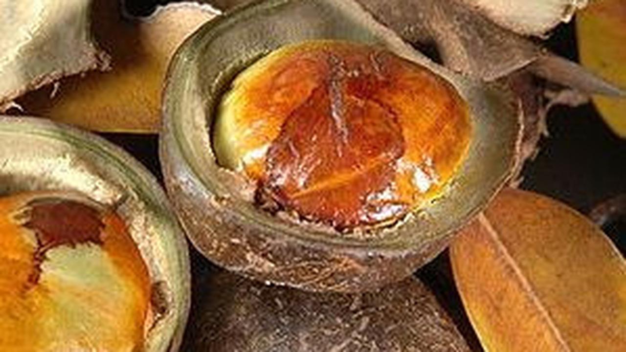 8 Manfaat Jengkol Bagi Kesehatan, Beraroma Tak Sedap Dengan Ragam Khasiat