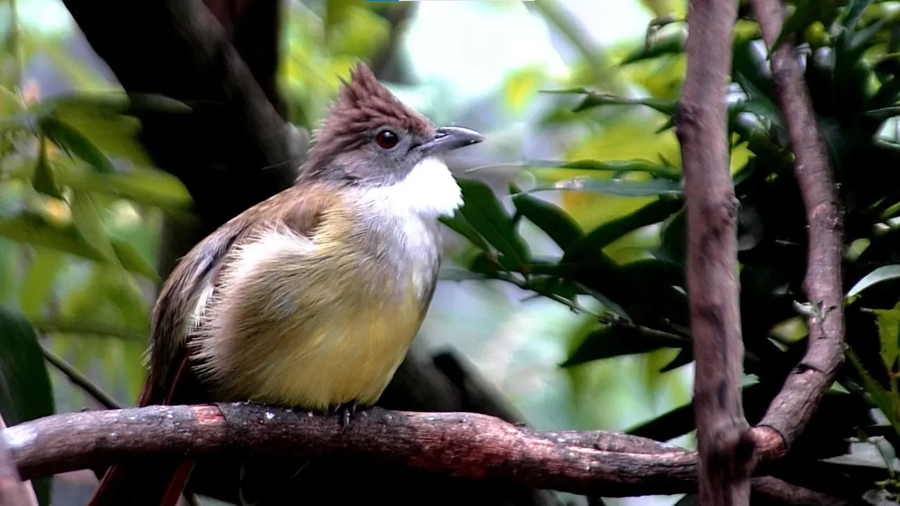 Sekolah Burung Rachmad Saleh