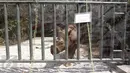 Badak Sumatera jantan bernama Harapan saat berada di dalam kandang Taman Nasional Way Kambas, Lampung, Kamis (5/11). Badak ini sempat dipinjam kebun binatang Cincinnati Zoo Amerika Serikat. (Liputan6.com/Fery Pradolo)