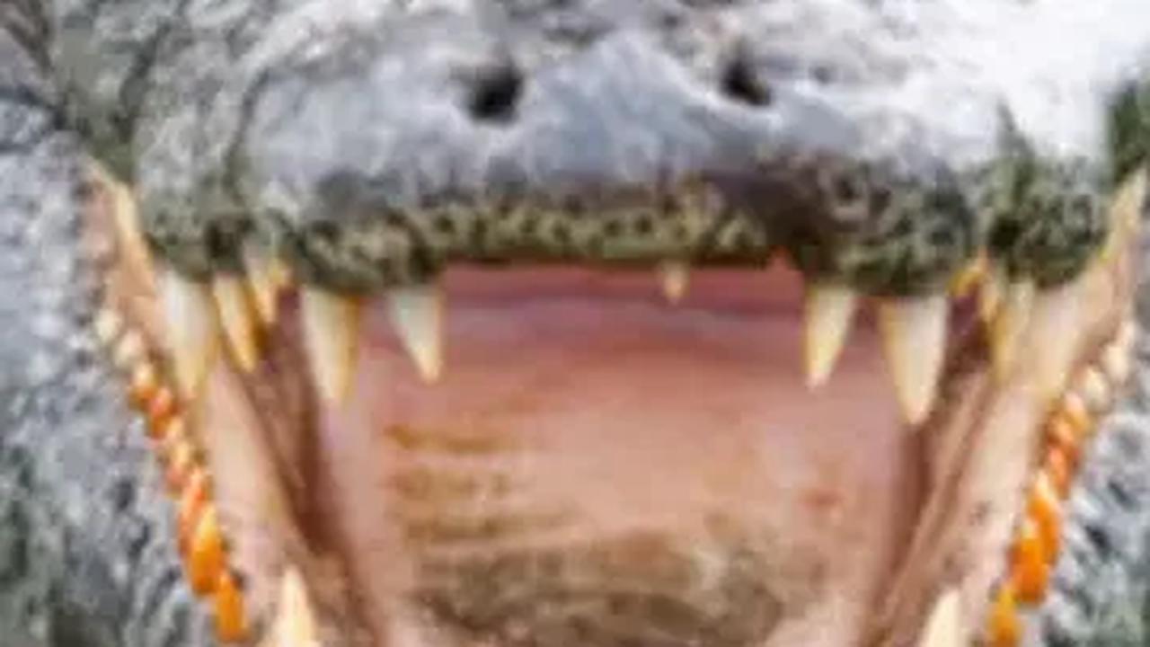 Hasil Penelitian, Buaya Ternyata Tertarik pada tangisan Bayi Manusia