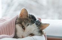 Kucing Muntah Makanan, Kenali Penyebab dan Cara Mengatasinya