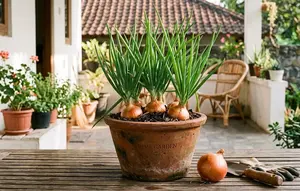 Cara Menanam Bawang Bombay dalam Pot buat Stok Dapur Sendiri