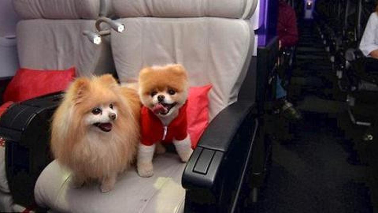 Boo: Anjing terimut dunia jadi duta Virgin America