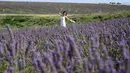 Seorang wisatawan saat berpose di ladang lavender dekat Valensole, Prancis tenggara, pada 21 Juli 2023. (Nicolas TUCAT / AFP)
