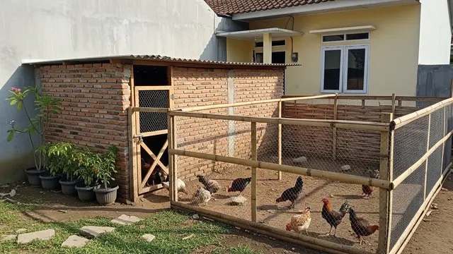Model Kandang Ayam Tembok Semi Permanen yang Tahan Lama dan Aman Desain Semi Umbaran