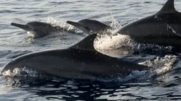 Lumba-lumba berenang dekat perahu yang berisi wisatawan di perairan Pantai Lovina di Singaraja, Bali, Jumat (30/10/2020). Pantai Lovin aini salah satu destinasi pariwisata di Pulau Bali yang menawarkan pemandangan matahari terbit dan wisata mengamati lumba-lumba di laut lepas. (SONNY TUMBELAKA/AFP)