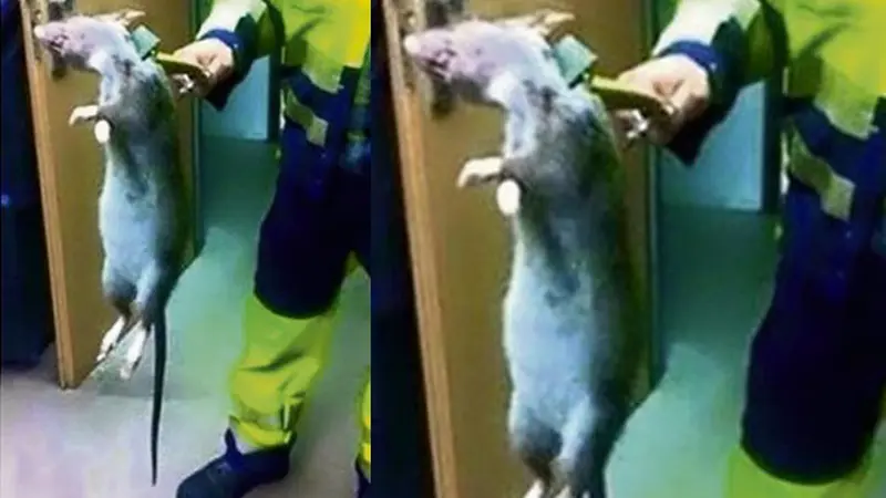 Foto Tikus Raksasa Beredar di Internet