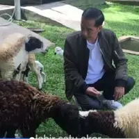Presiden Jokowi mengumumkan kelahiran kambing peliharaannya lewat vlog | 
