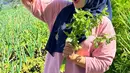 Sebagai petani, ia juga rajin ke ladang untuk merawat tanamannya. Mulai dari panen talas, kentang, bawang merah, brokoli, dan masih banyak tanaman kebun lain.  [Instagram/novilisty_]