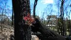 Pohon kembali bertunas setelah sempat terbakar hangus dalam kebakaran hutan di dekat Teluk Batemans, Australia, Jumat (27/2/2020). Kebakaran hutan yang melanda Australia selama berbulan-bulan telah melumat seperlima dari hutan negara tersebut. (Xinhua/Chu Chen)