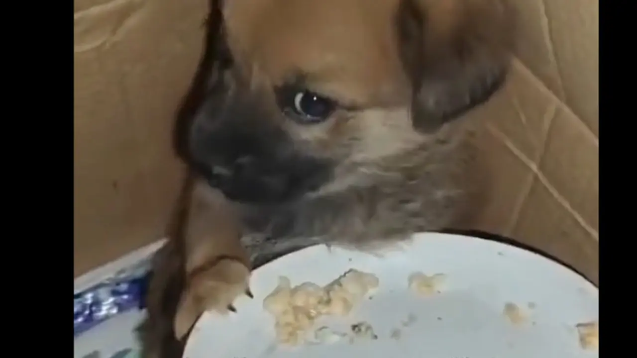Anak Anjing di Palestina Ketakutan hingga Tak Mau Makan Pasca Serangan Israel (Foto: tangkapan layar Times of Gaza)