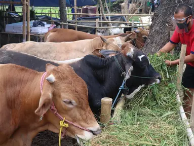 Pedagang memberikan pakan kepada hewan kurban yang akan di jual di Tangerang, Selasa (21/7/2020). Jelang Idul Adha 1441 H penjualan hewan kurban mulai bermunculan dan mulai banyak pesanan. (Liputan6.com/Angga Yuniar)