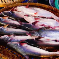 ikan lele/copyright: shutterstock