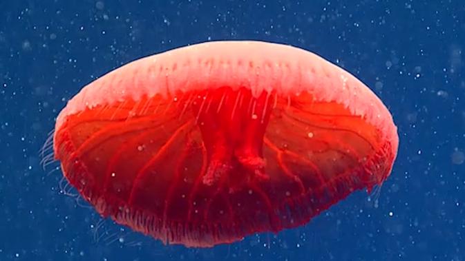 Blood-red jellyfish (Ubur-ubur merah darah). (NOAA)