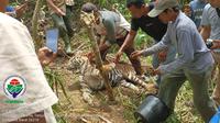 Seekor harimau Sumatera mati terjerat di Kabupaten Pasaman. (Liputan6.com/ WA Grup BKSDA)