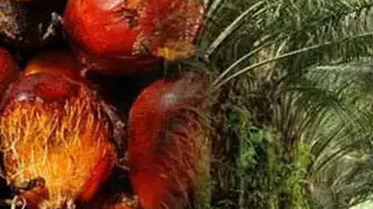 Eddy menyebut, kontribusi devisa tersebut berasal dari ekspor kelapa sawit termasuk biodiesel dan oleokimia yang totalnya lebih dari 23,4 juta ton.