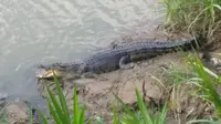 Ilustrasi - Buaya muara di Sungai Luk Ulo, Kebumen. (Foto: Liputan6.com/Mulyadi/Muhamad Ridlo)