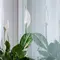 5 Tanaman Indoor untuk Menjaga Kualitas Udara, Ruangan jadi Lebih Segar dan Estetik