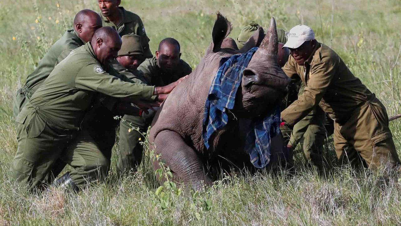 FOTO:  Melihat Penandaan Telinga Badak di Kawasan Konservasi Margasatwa Lewa Kenya