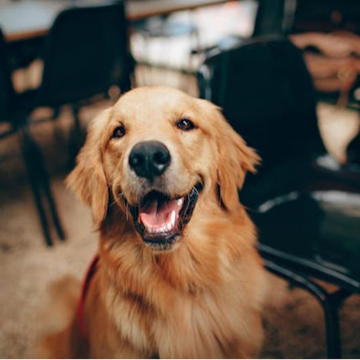 Kebiasaan Menjilati Kaki pada Anjing: Tanda Cinta atau Gejala Penyakit?