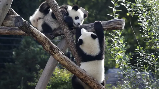 FOTO: Ulang Tahun Dua Panda Muda di Jerman