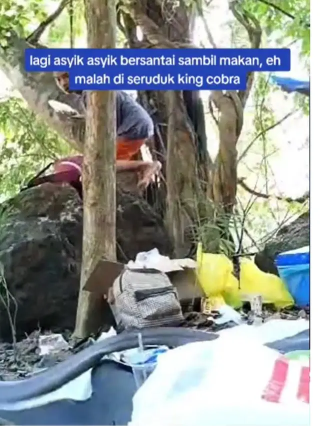 Lagi Asyik Santai Sambil Makan di Bawah Pohon, Tiba-Tiba Diseruduk Ular Kobra