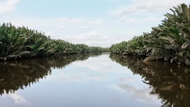 Ilustrasi Kalimantan