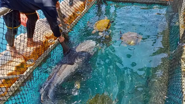 Jelajah Singkat ke Kepri Coral, Tempat Wisata Hits di Pulau Pengalap Batam