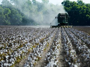 Kapas terlihat di ladang sementara petani memanen tanaman dari lahan seluas 140 hektare di Ellis County, dekat Waxahatchie, Texas, Senin (19/9/2022). Amerika Serikat adalah pemasok kapas terbesar ketiga di dunia, setelah India dan China. (Andy JACOBSOHN/AFP)