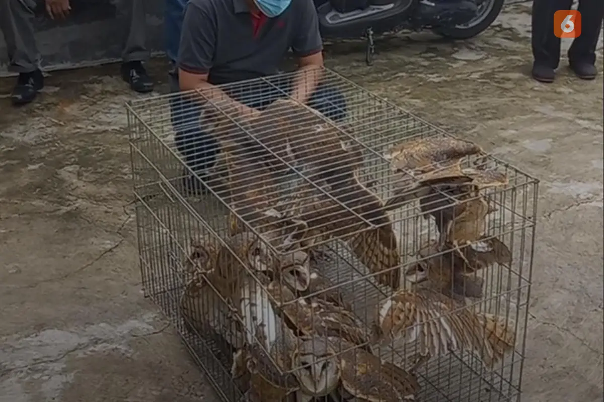 Burung hantu jadi andalan petani Jombang usir hama tikus (Liputan6.com/Istimewa)