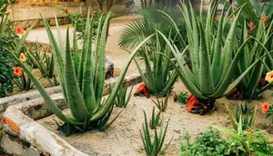 9 Jenis Tanaman yang Cocok untuk Halaman dengan Tanah Kurang Subur, Minim Perawatan