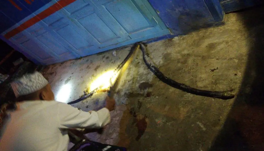 Ular King Kobra yang menggigit Fatimah (38) diburu dan dibunuh oleh warga Cihonje, Gumelar, Banyumas. (Foto: Liputan6.com/BPBD BMS/Muhamad Ridlo)
