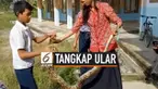 Seorang guru perempuan di Mamuju Sulawesi barat nekat menangkap ular piton yang masuk ke sekolah. Ia mengaku spontan lakukan aksinya agar ular tidak ganggu murid-muridnya.