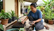 Cara Menanam Cabai Jawa dari Biji untuk Pemula di Rumah