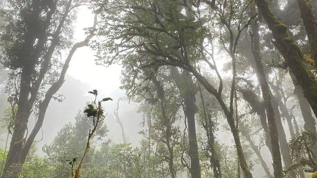 Hutan Tropis di Gunung Patah