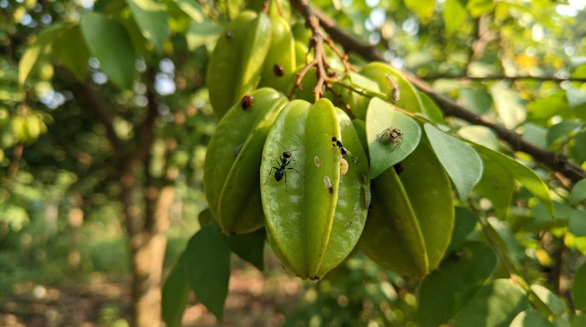 Cara Mengatasi Lalat Buah pada Belimbing